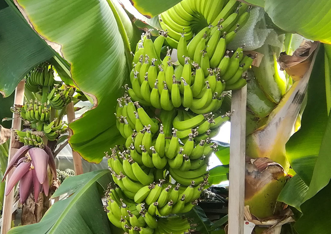 大川温泉 南国ファーム 写真5