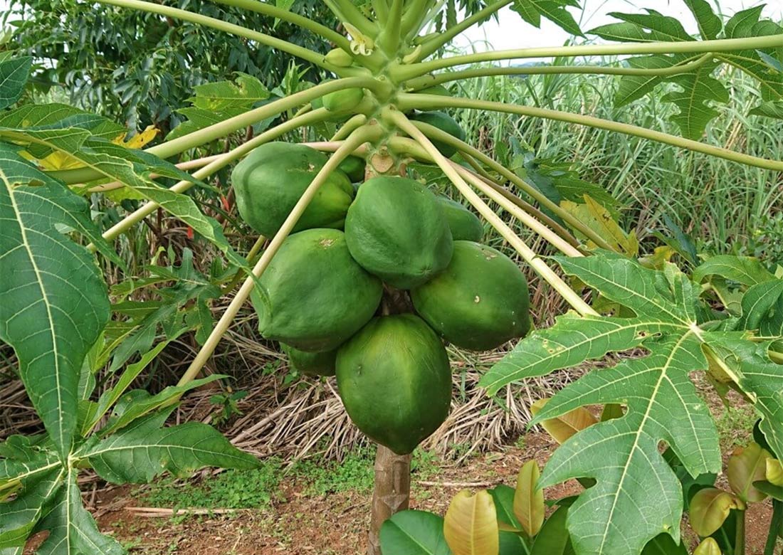 大川温泉 南国ファーム 写真6